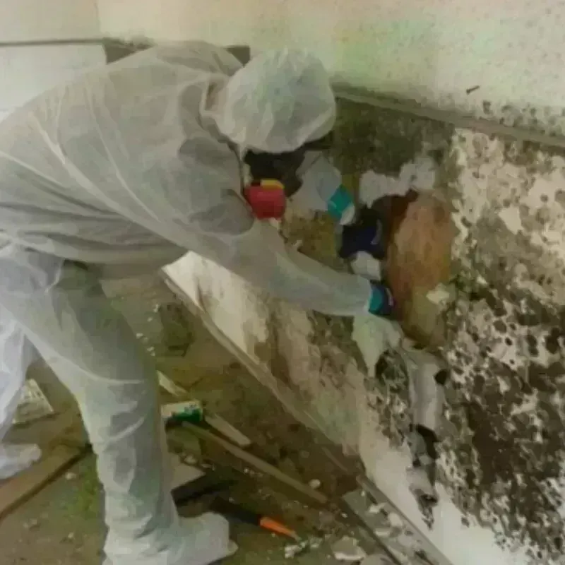 Mold Remediation and Removal in Shelby, NC